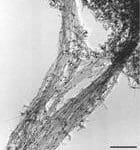 Article image of: E&R – EXAKT Driewalsen met onderscheidende voordelen in de Nanotechnologie