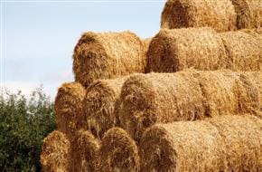 Article image of: Ethanolproducenten grijpen naar tarwestro