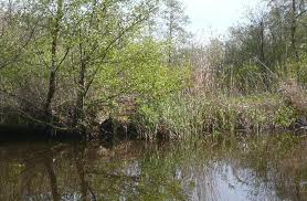 Article image of: Wageningen wil biowaterstof uit biomassa winnen